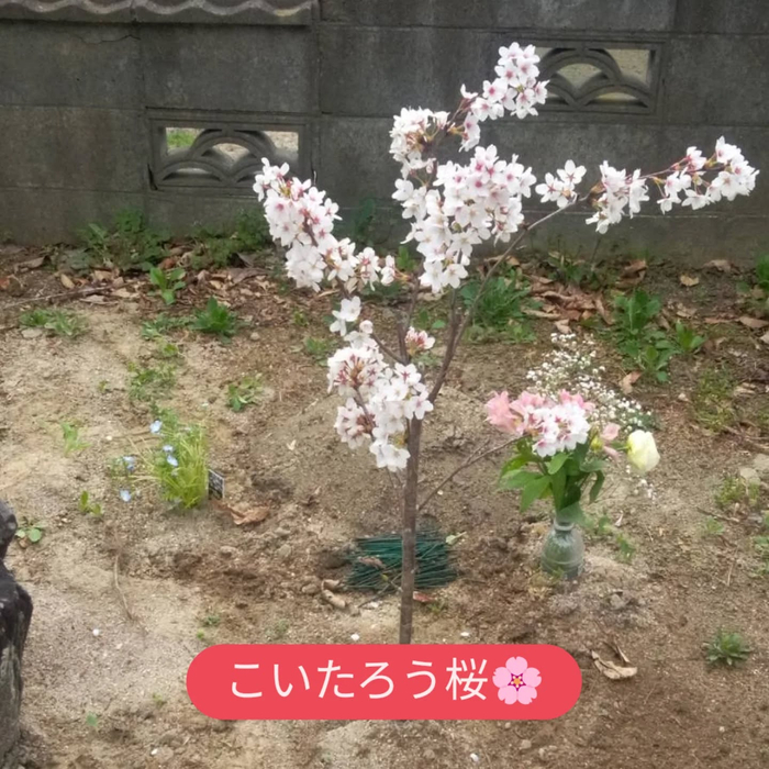 画像271